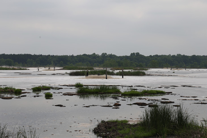 water-scene (1)